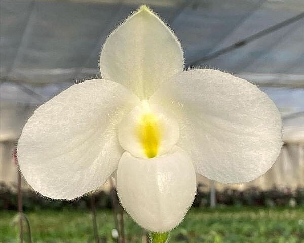 Paphiopedilum delenatii alba