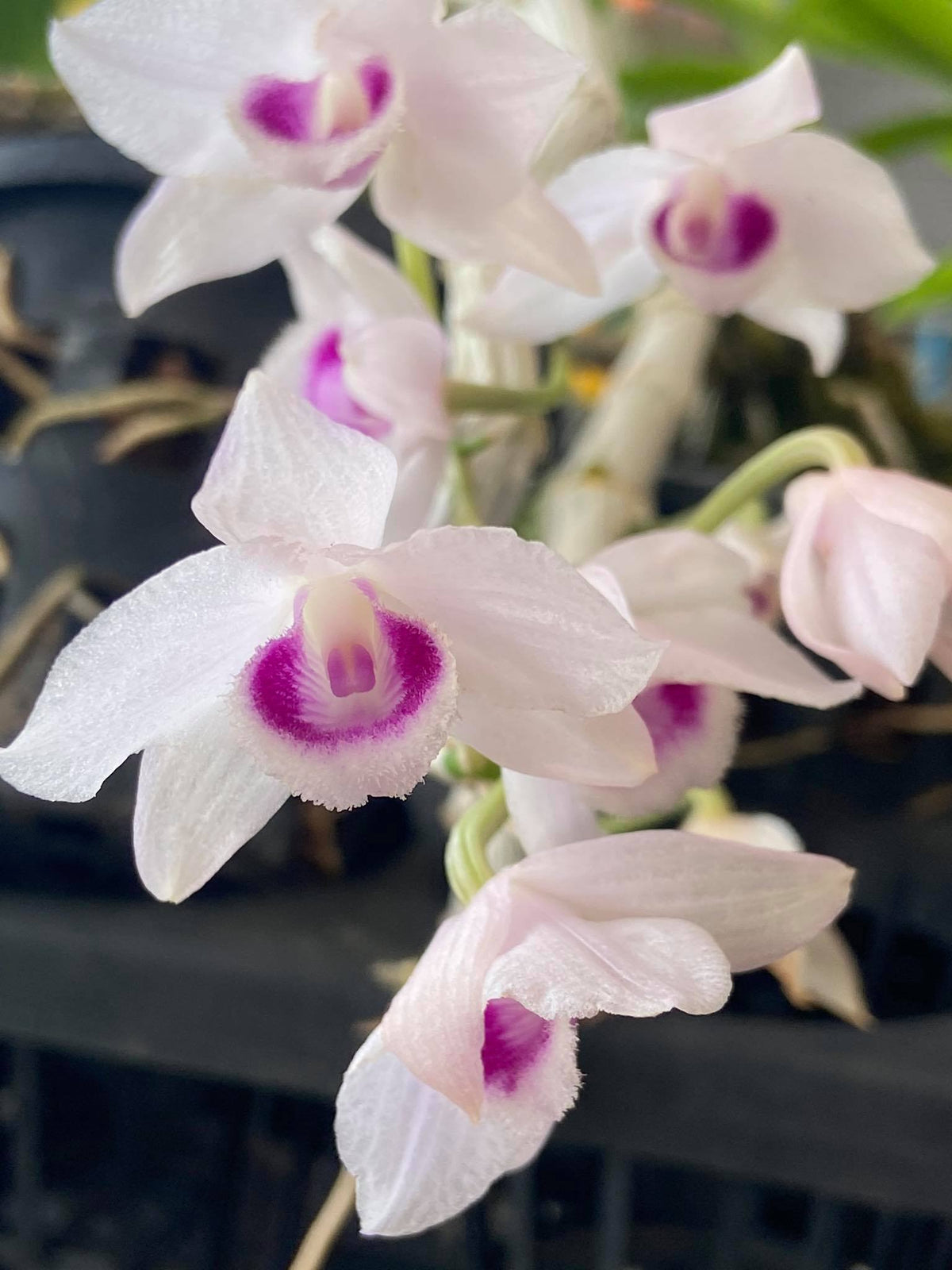 Dendrobium parishii semi alba