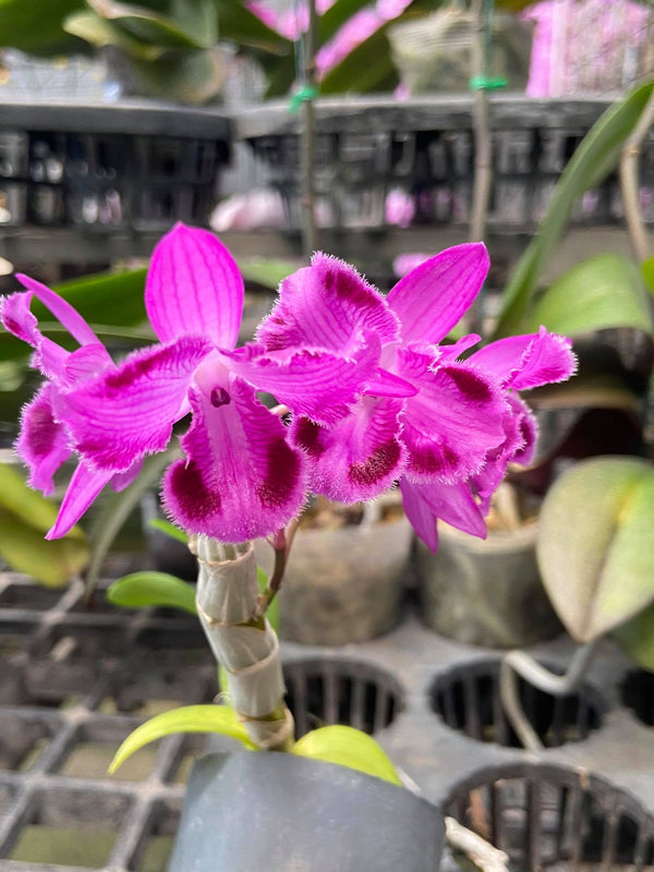 Dendrobium parishii tree lip