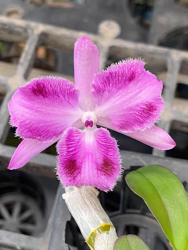 Dendrobium parishii tree lip