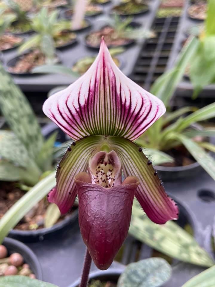 Paphiopedilum callosum