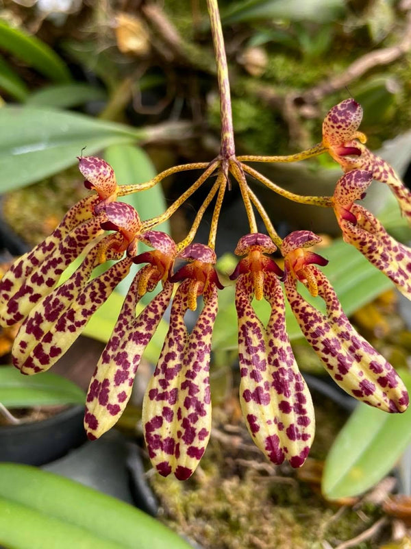 Bulbophyllum longiflorum 'Dark Spots'