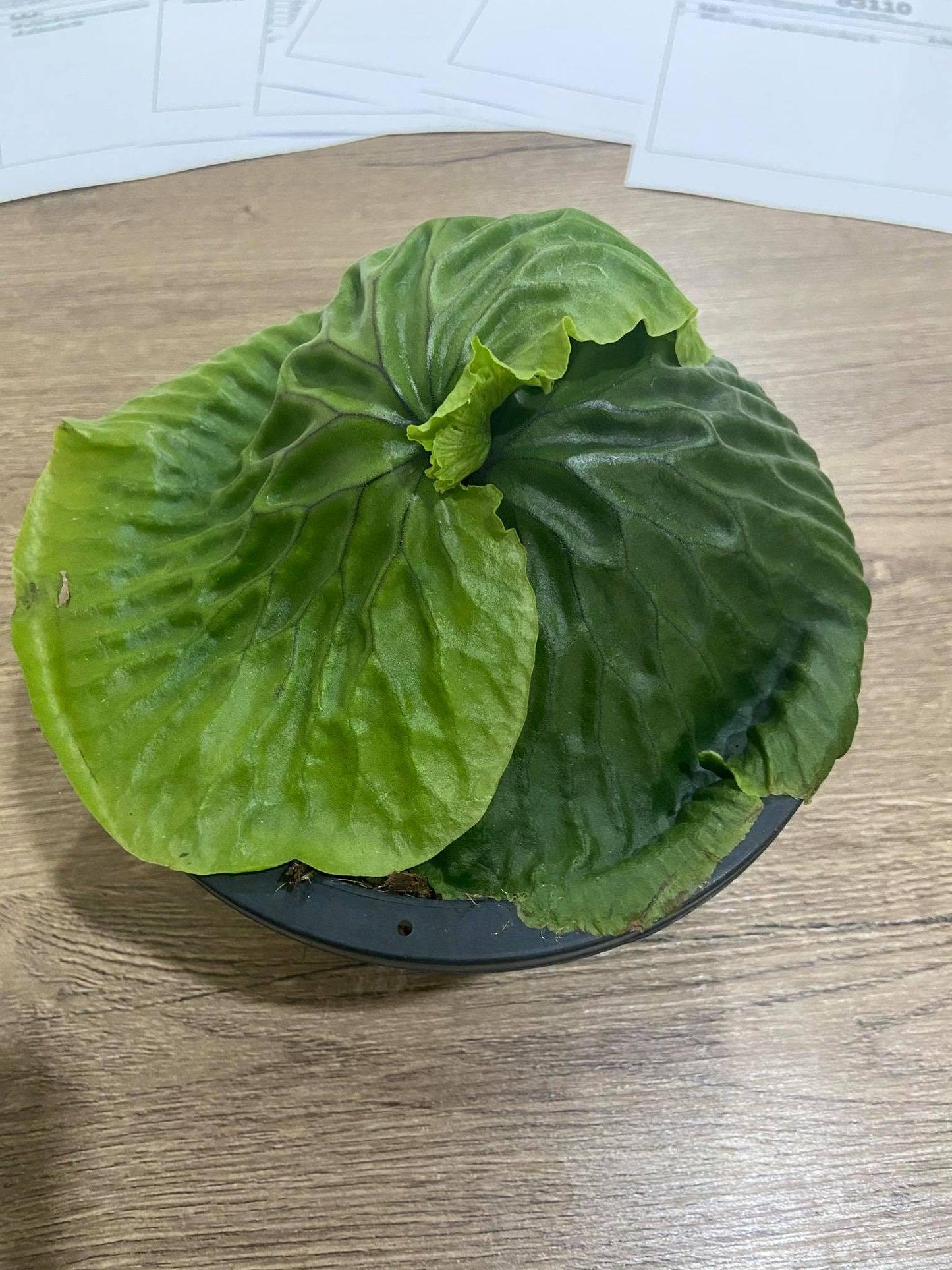 Platycerium madagascariense