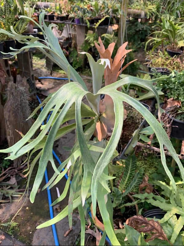 Platycerium veitchii 'Silver Frond' Rare Staghorn Fern