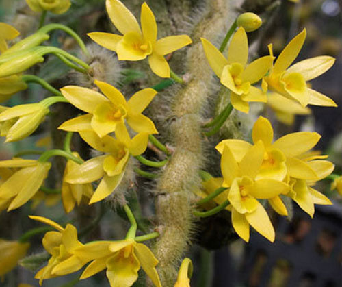 Dendrobium senile