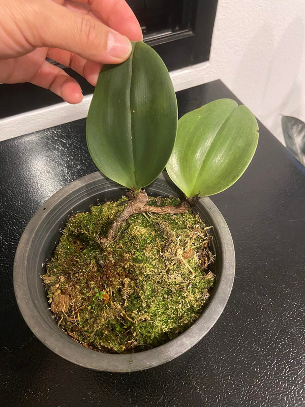 Bulbophyllum beccarii