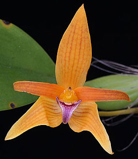 Bulbophyllum smitinandii