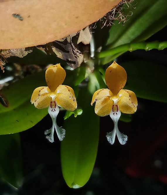 Pennilabium struthio