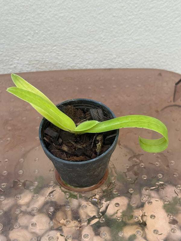Paphiopedilum sanderianum