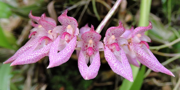 Bulbophyllum dentiferum