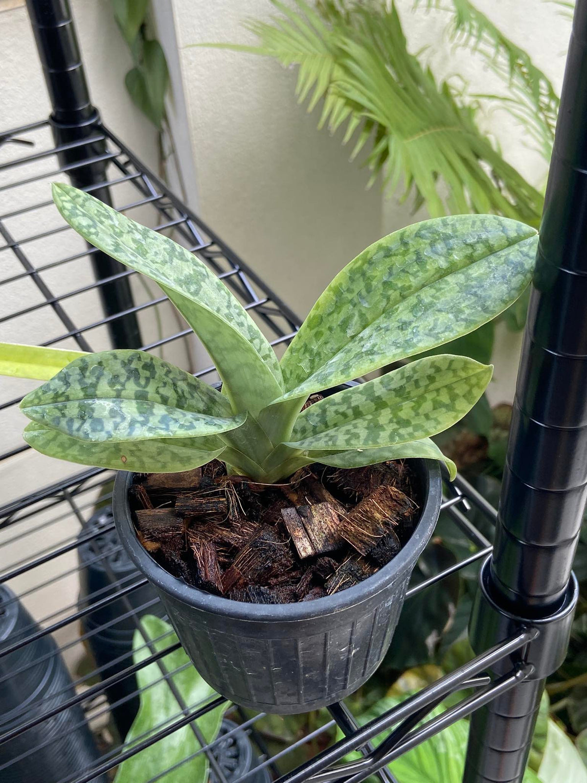 Paphiopedilum venustum f. album