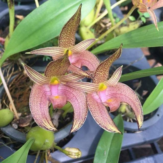 Bulbophyllum lobbii