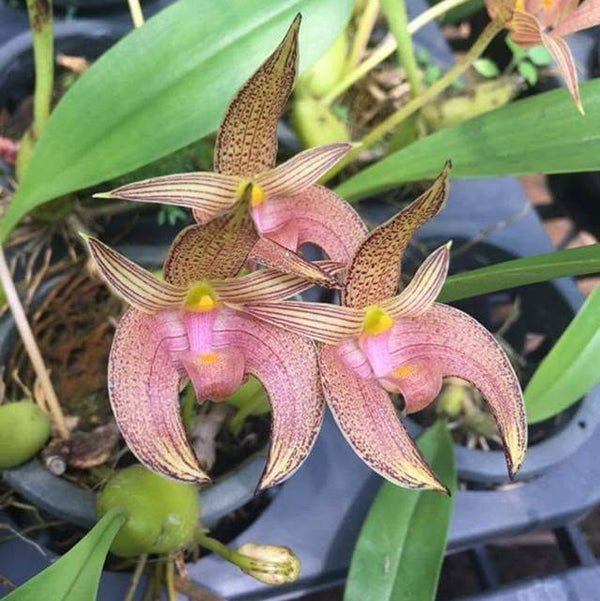 Bulbophyllum lobbii