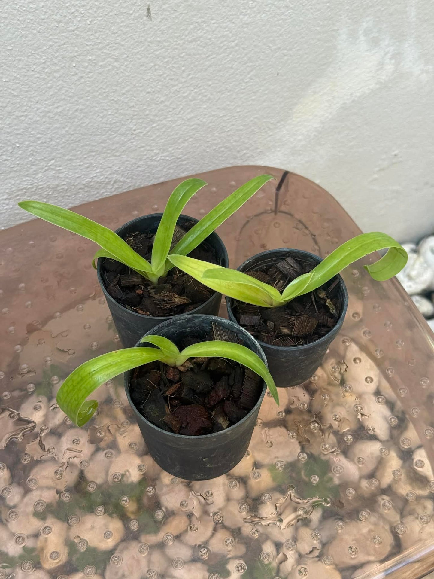 Paphiopedilum sanderianum