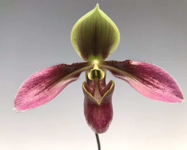 Paphiopedilum appletonianum