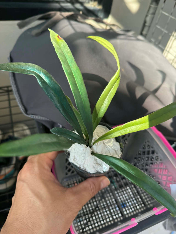 Microsorum thailandicum (Blue Oil Fern)