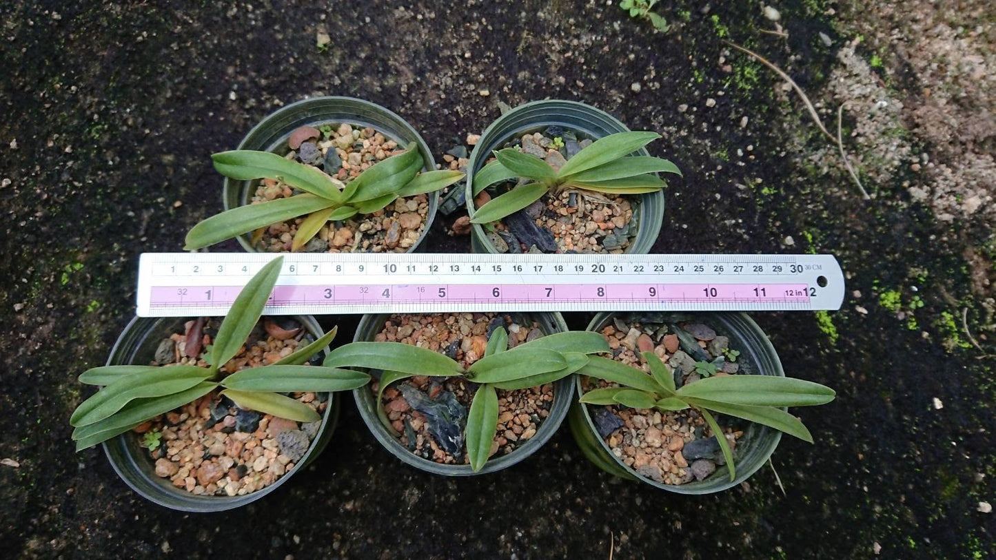 Paphiopedilum charlesworthii alba