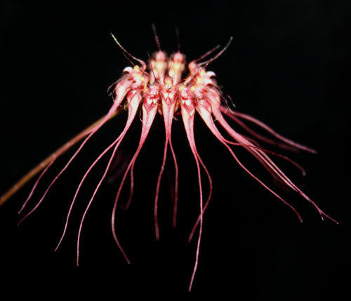 Bulbophyllum gracillimum
