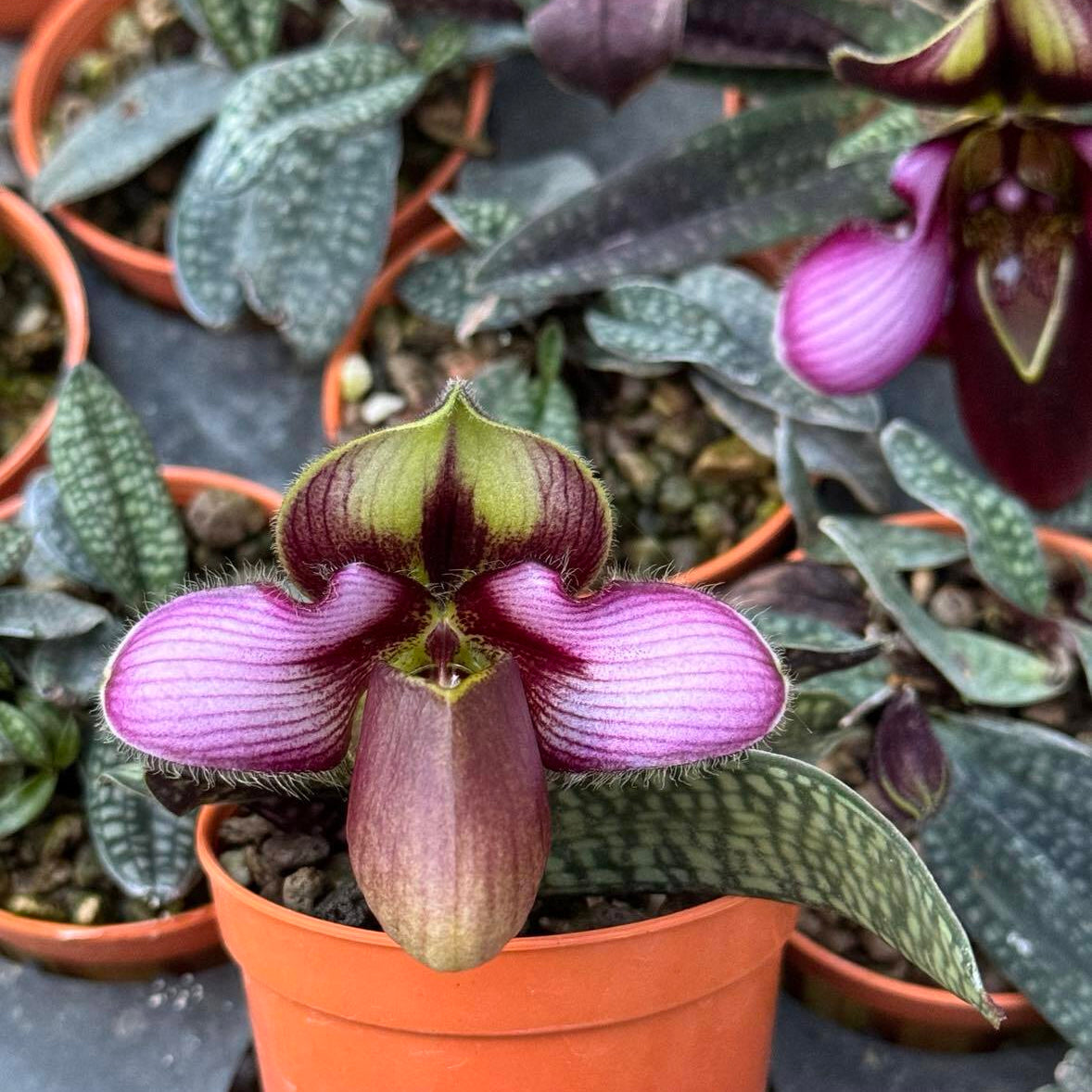 Paphiopedilum rungsuriyanum
