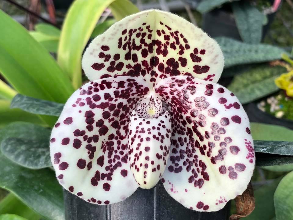 Paphiopedilum bellatulum