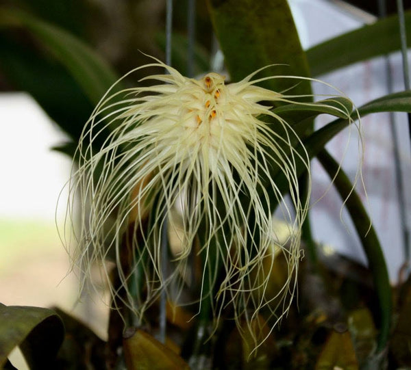 Bulbophyllum medusae