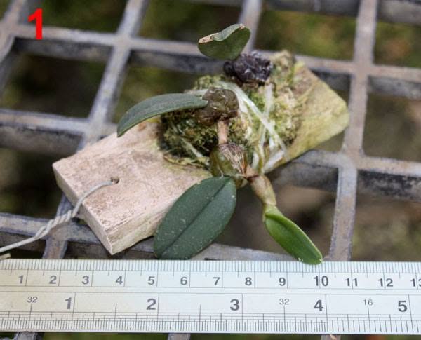 Bulbophyllum frostii