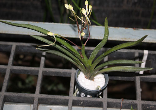 Neofinetia falcata 'Koto'