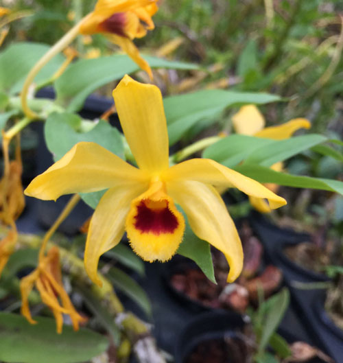 Dendrobium ochreatum