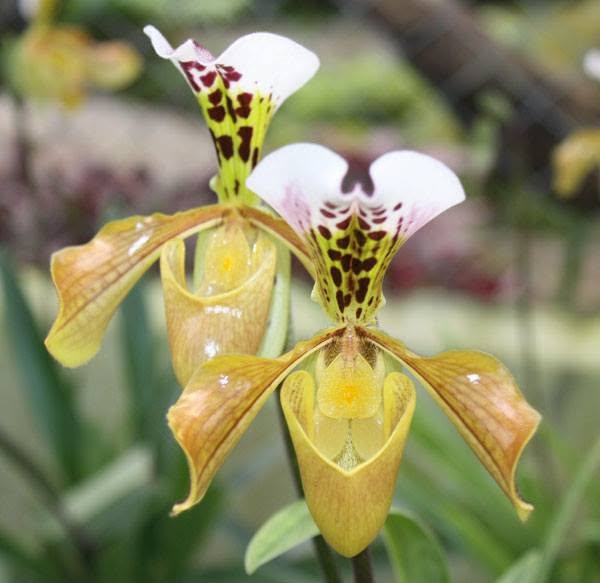 Paphiopedilum gratrixianum