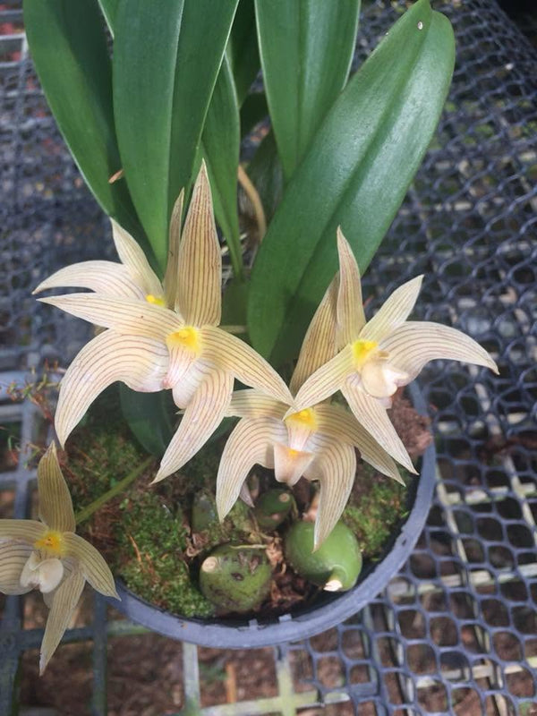 Bulbophyllum siamense