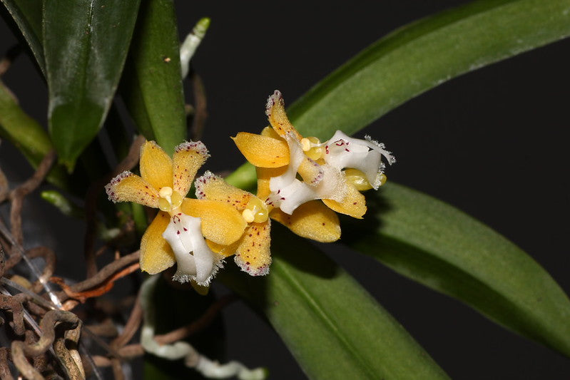Pennilabium struthio