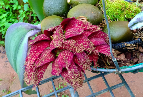Bulbophyllum phalaenopsis
