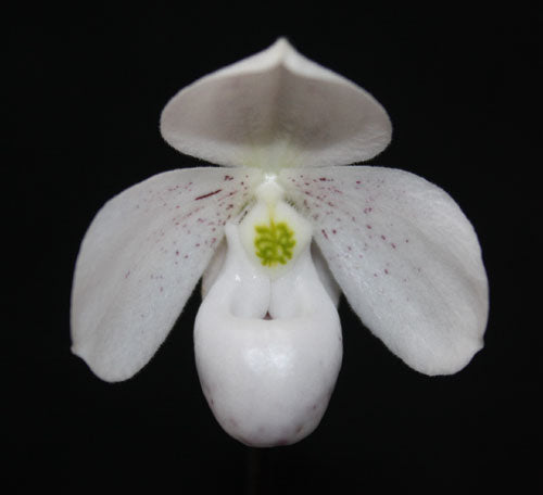 Paphiopedilum thaianum