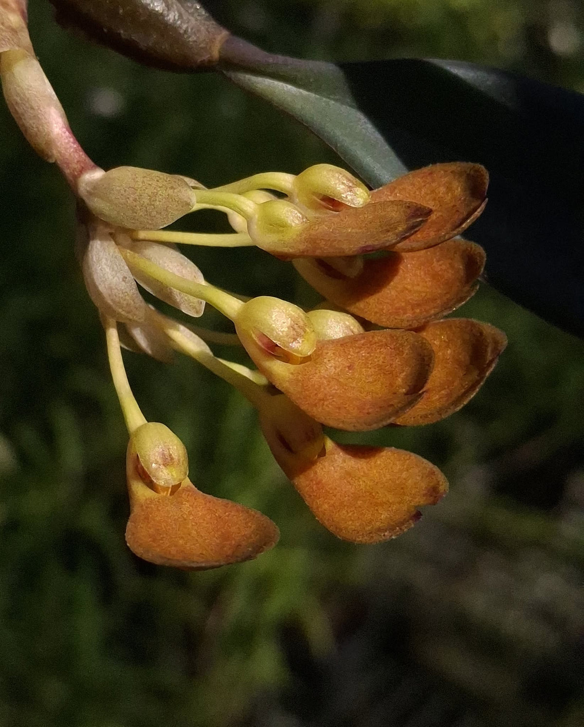 Bulbophyllum spathulatum