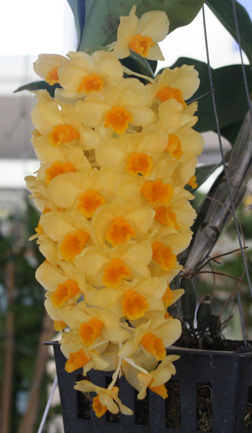 Dendrobium thyrsiflorum