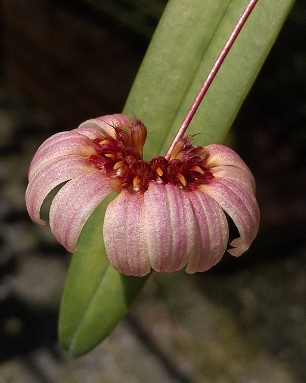 Bulbophyllum auratum