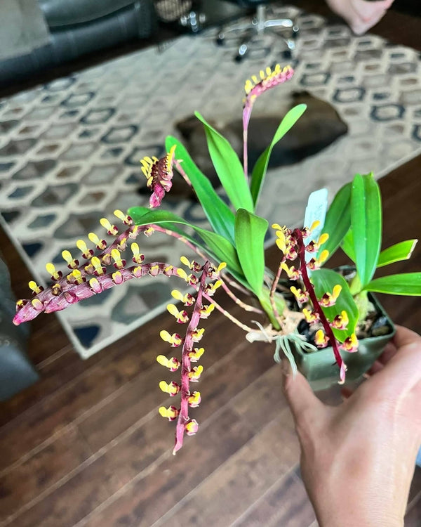 Bulbophyllum saurocephalum