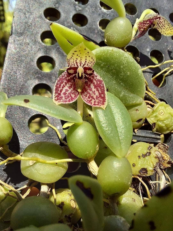 Bulbophyllum combodiana