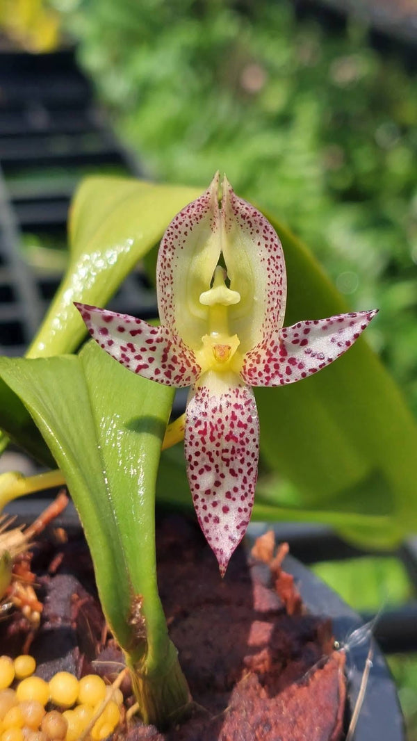 Bulbophyllum macranthum