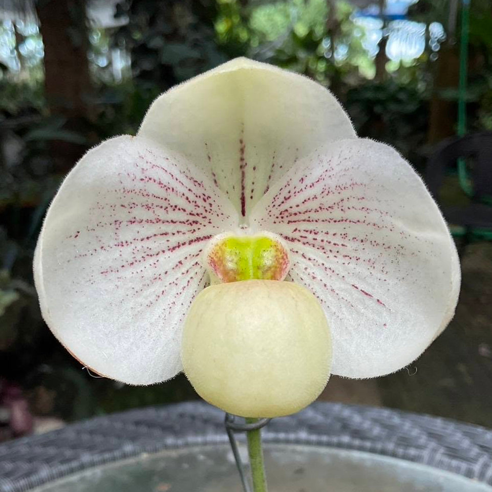 Paphiopedilum goldefroyae x Paphiopedilum emersonii
