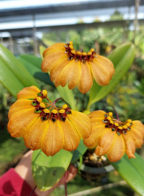 Bulbophyllum mastersianum (yellow)