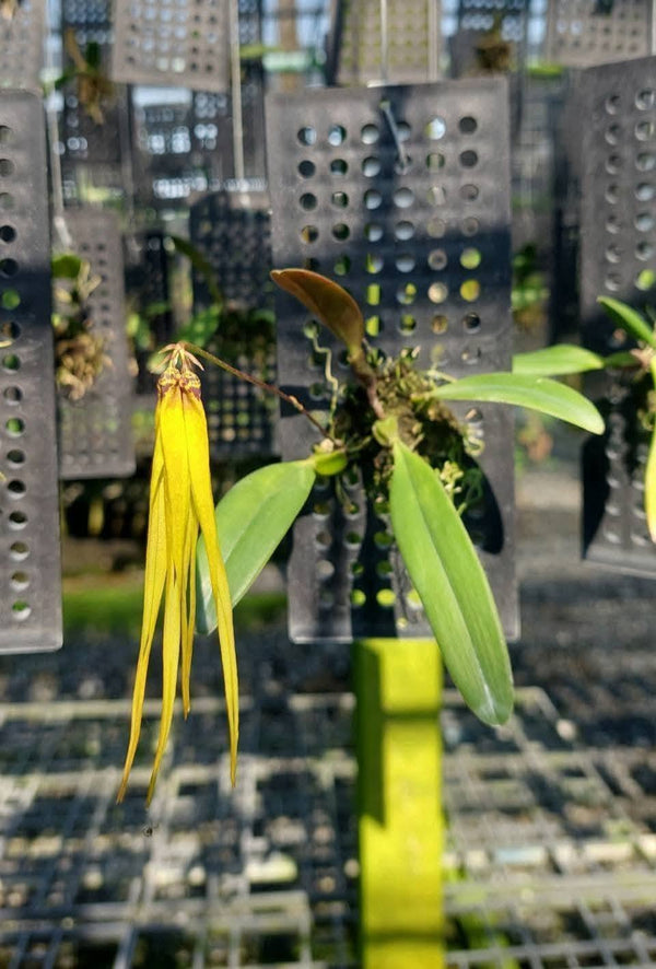 Bulbophyllum plumatum (yellow)