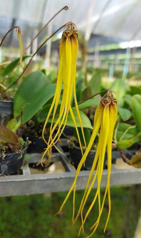 Bulbophyllum plumatum (yellow)