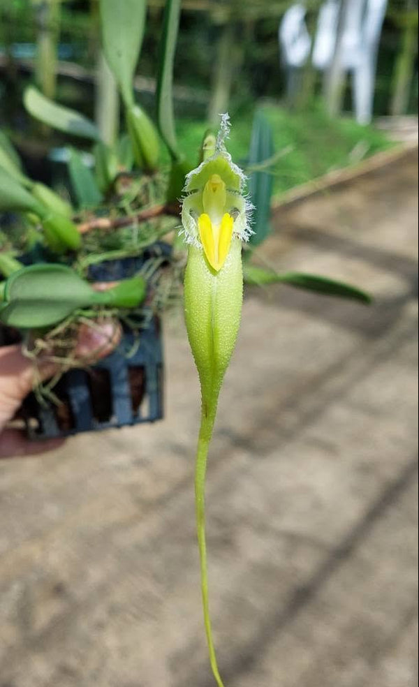 Bulbophyllum fascinator alba