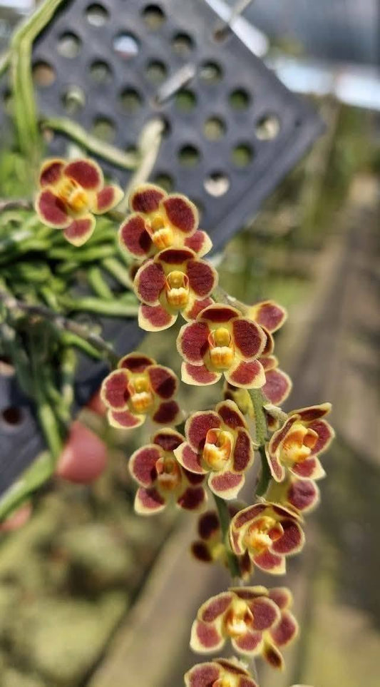 Chiloschista lunifera