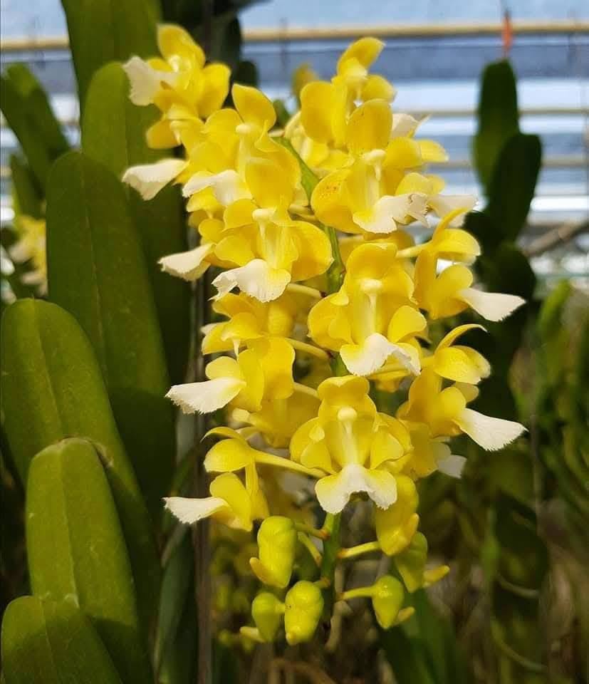 Aerides houlletiana var alba (yellow )