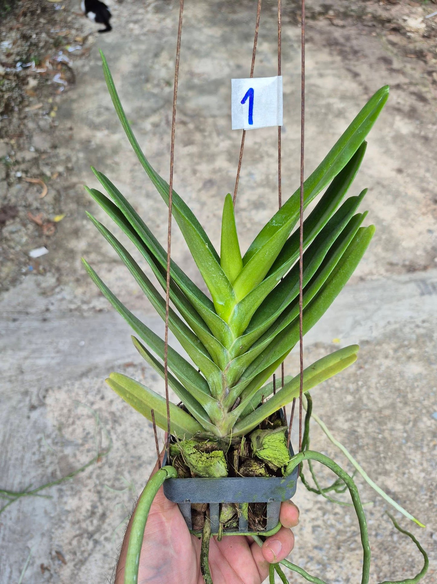 Aerides houlletiana var alba (yellow )