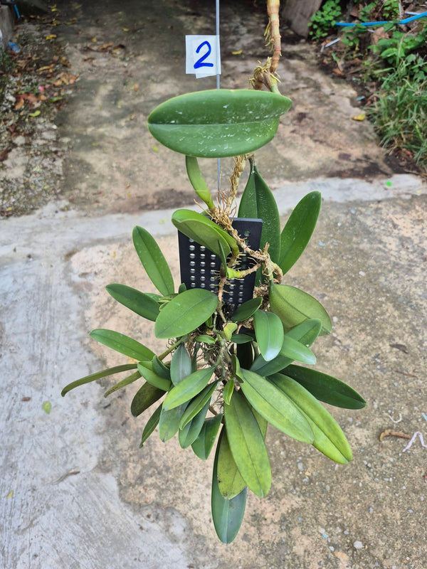 Bulbophyllum tollenoniferum