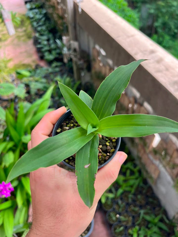 Habenaria hosseusii