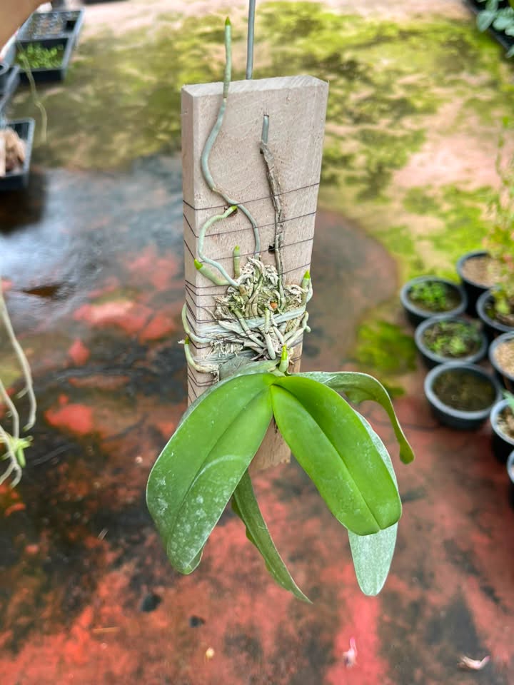 Gastrochilus obliquus
